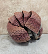 Armadillo