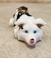 Border Collie White Merle #1 keychain / backpack buddy